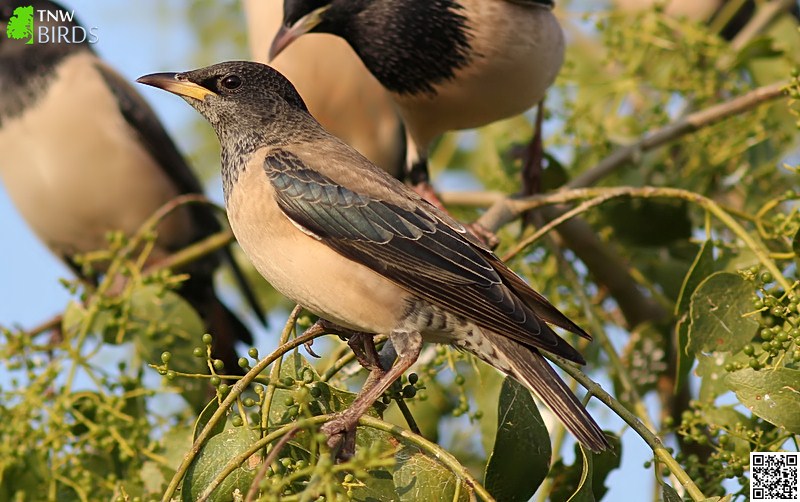 Rosy Starling